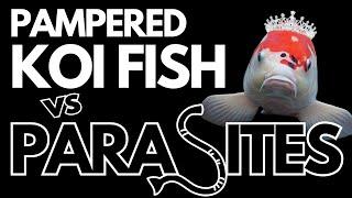 Pampered Koi Fish vs. Parasites: The Epic Battle 