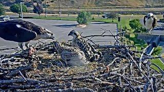 Iris Feeds Her Chicks As Finnegan Stands By At Hellgate Osprey Nest – July 12, 2024