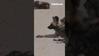 Spot the difference! #wildearth