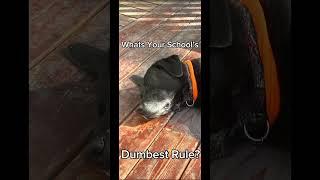 IDK mine #school #fyp #dog #rules