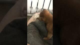 Shiba lnu eat cat ！！！小柴犬狂咬小猫