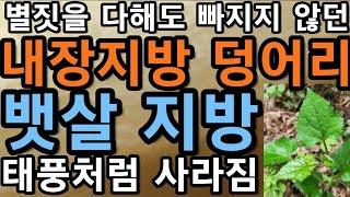 별짓을 다해도 빠지지 않던 비만! 이~나물을 먹자 내장지방 덩어리!,뱃살 지방덩어리 태풍처럼 사라졌다              참취나물,선백초,백운초,@WellbeingTV