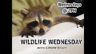Wildlife Wednesday - Ep.10:  Baby Raccoon Care
