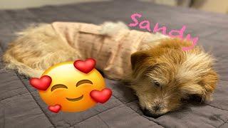 Sandy's Foster Experience | Making a Dog Jacket DIY