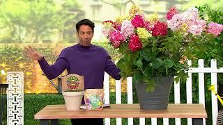 Roberta's 1-pc. Proven Winners Fire Light Tidbit Hydrangea Plant on QVC