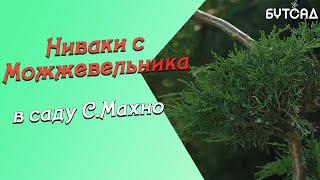 Ниваки с МОЖЖЕВЕЛЬНИКА в саду С.Махно часть 2