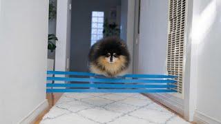 Obstacle Challange | Fluffy Dog Shows Off Impressive Jumping Skills