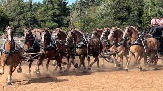 10-Belgian Draft Horse Pyramid Hitch, 2024 Dickinson County Fair, Meyer Farms in Loyal, WI