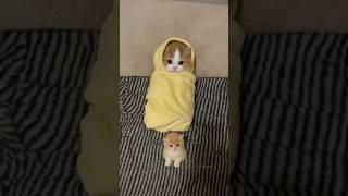 This Wrapped-Up Kitten Is Cuteness Overload!