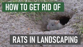 How to Get Rid of Rats in Gardens & Ornamental Landscapes