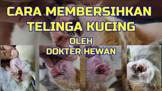 TIPS MEMBERSIHKAN TELINGA KUCING