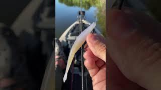 BEST Soft Plastic Jerk Bait | FALL FISHING | #shorts