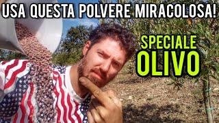 Concimare l'olivo: fallo a settembre per raccogliere più olive nel futuro!