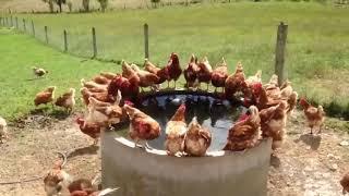 10000 Healthy Hens and Chickens Thanks to Tylosin | Free Range Chicken Farm