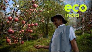 Eco India: How apple growers of Himachal Pradesh battle the vagaries of climate and disease