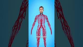 How Long Your Blood Vessels Are. Credits: @zachdfilms #vi #science #fypシ゚viral #subscribe #mrbeast