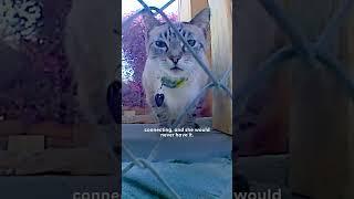 Cat Who Loves Gifting Trash Tries To Win Over His Cat Crush | The Dodo