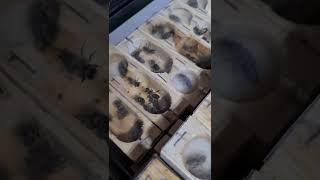 Пчеломатки среднерусской породы
