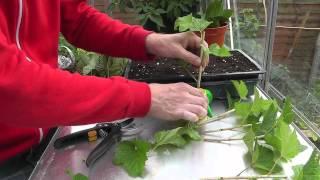 Amateur Gardening: Semi-ripe Cutting Tips