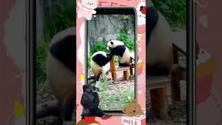 Cutest Animal Videos EVER  Funny & Heartwarming Pet Moments!