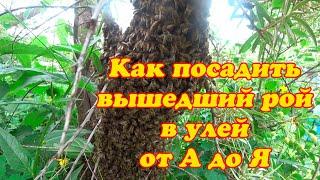 КАК ПОСАДИТЬ ВЫШЕДШЕГО РОЯ В РОЁВНЮ, А ЗАТЕМ ПЕРЕСЕЛИТЬ В УЛЕЙ  От А до Я.