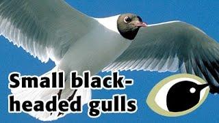 BTO Bird ID - Small black-headed gulls