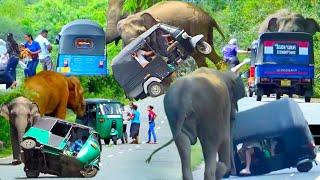 World Most heartbreaking encounter Elephant Attack To Three Wheelers In 2024
