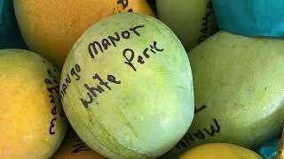 White Pirie Mango - Tasting Florida Mangos - White Piri