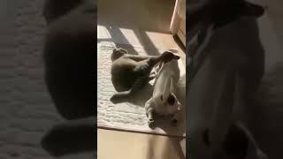 Сказочница