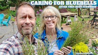  Caring for Bluebells After Flowering - QG Day 70 
