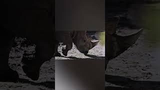 Rhinoceros rhino extreme close up portrait video #shorts #animal