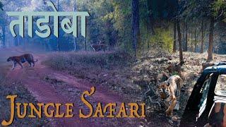 Ep2 JUNGLE SAFARI | Tadoba-Andhari National Park | Tadoba, Moharli 2022 | Hindi | life of Ajeet