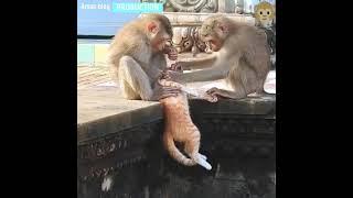 Epic Monkey Fails Compilation | Funny Monkey Videos | Funniest monkey video | #funny​_money_video