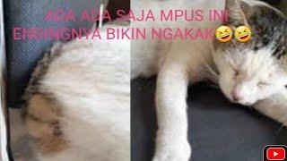 kucing mimpi eeh malah pamer bodi seksi