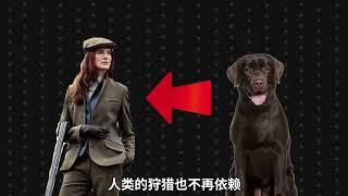 都说金毛巡回犬，你知道什么是巡回犬吗？