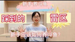 【养鱼篇1】新手养斗鱼踩到的雷区！新手应该如何养斗鱼？