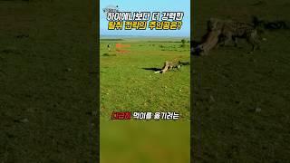 사자가 하이에나 먹이를 빼앗는 이유 – 섭식 서열 전략 해설