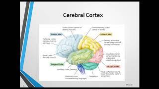 PrepJet EPPP Exam Video Lecture -  Physiological Psychology & Psychopharmacology Domain (Part 2)