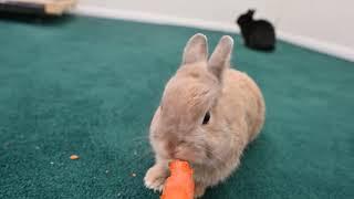 ASMR. Bunny eating a crunchy carrot.