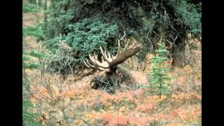 Wildlife on the White Mountain National Forest