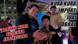 UPDATE CEK HARGA TERBARU KURA KURA AIR DARAT IMPOR SULCATA BRAZIL TERMURAH PASAR IKAN JATINEGARA