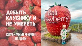 Клубничные фермы на Бали | Влог | Жизнь на Бали