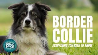 Border Collie Dog Breed Guide | Everything You Need To Know