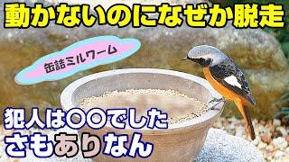 植木鉢でバードフィーダー（野鳥の餌台）ミルワーム編8～ジョウビタキ/スズメ/メジロ