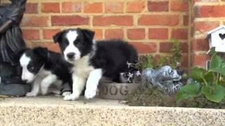 Border collie pups te koop 1