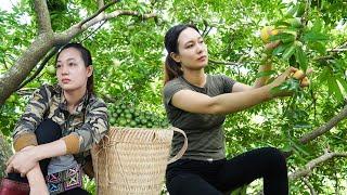 FULL VIDEO: Harvest Lemons, Diospyros Decandra Goes to Market Sell, Animals Care | Green Life