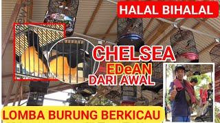 Murai Borneo Chelsea The Best di Latpres Halal Bihalal Walet BC KALTARA