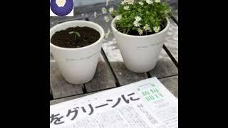 green newspaper #japan#shorts #ytshorts #youtubeshorts #trendingshorts#fact wale bhaiya#news #tree