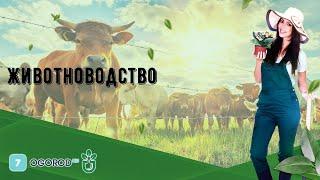 Животноводство