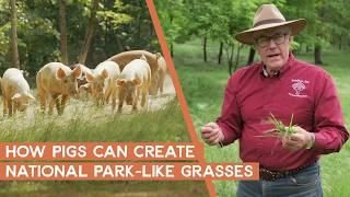 How to awaken dormant grasses with pastured pigs | Joel Salatin